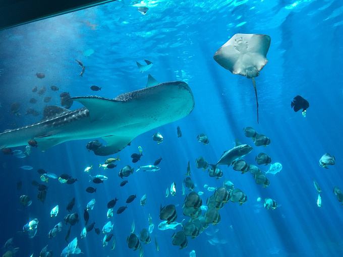 海洋館水處理,海洋館維生系統